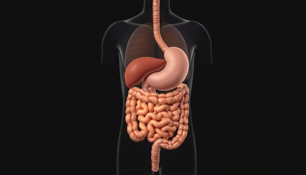 A detailed, cross-sectional illustration of the human digestive system, showcasing the key anatomical structures and their functions. Rendered in a clean, scientific style with muted colors and high contrast to emphasize the intricate inner workings. Illuminated by soft, directional lighting that casts subtle shadows, creating depth and dimensionality. The viewpoint is slightly elevated, allowing for a comprehensive view of the entire digestive tract, from the mouth to the intestines. The overall tone is informative and educational, suitable for use in a medical or health-related context.